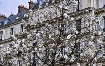 The 5 best places in Paris to photograph flowering trees in Springtime